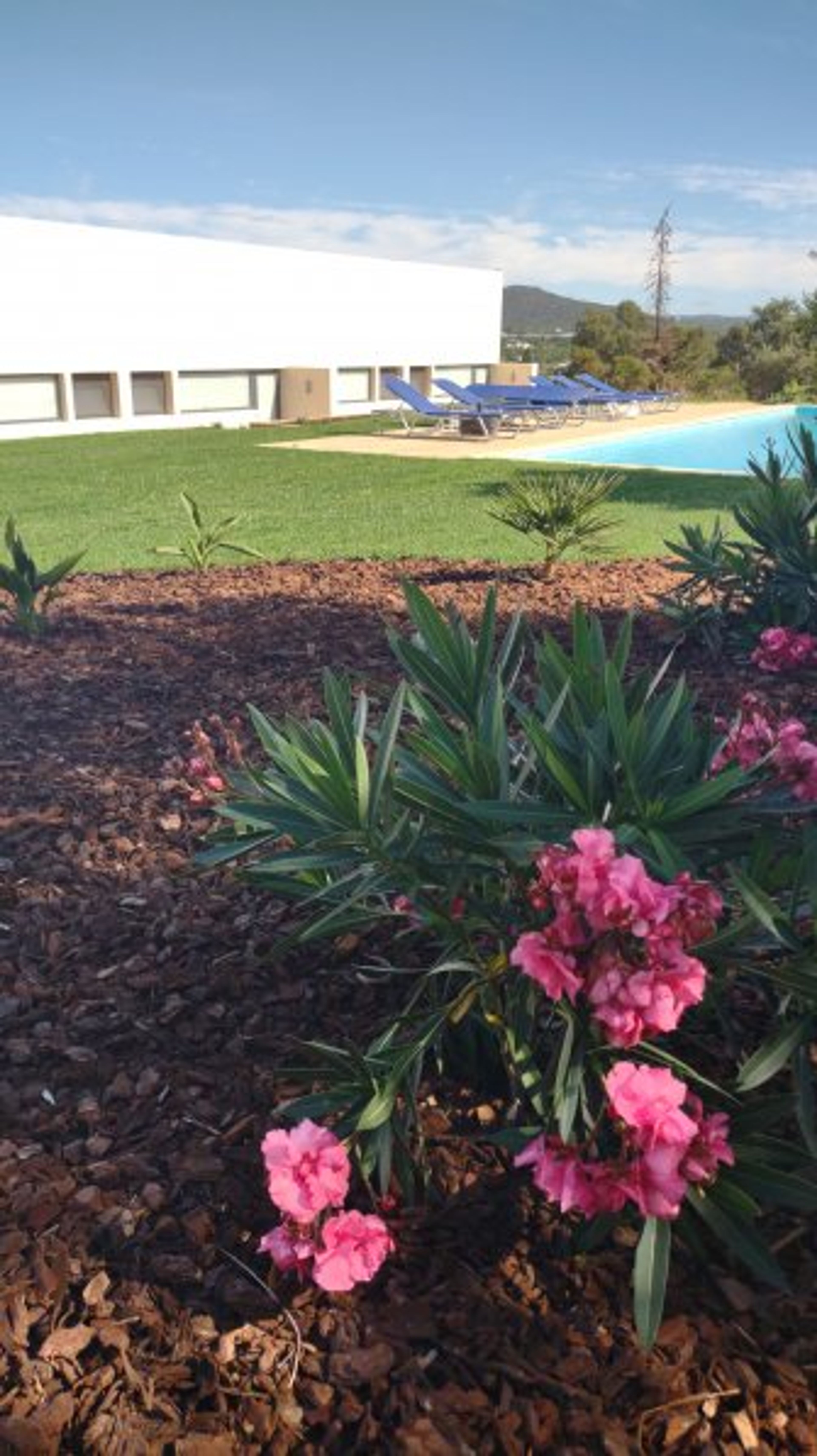 Flower garden at the pool.