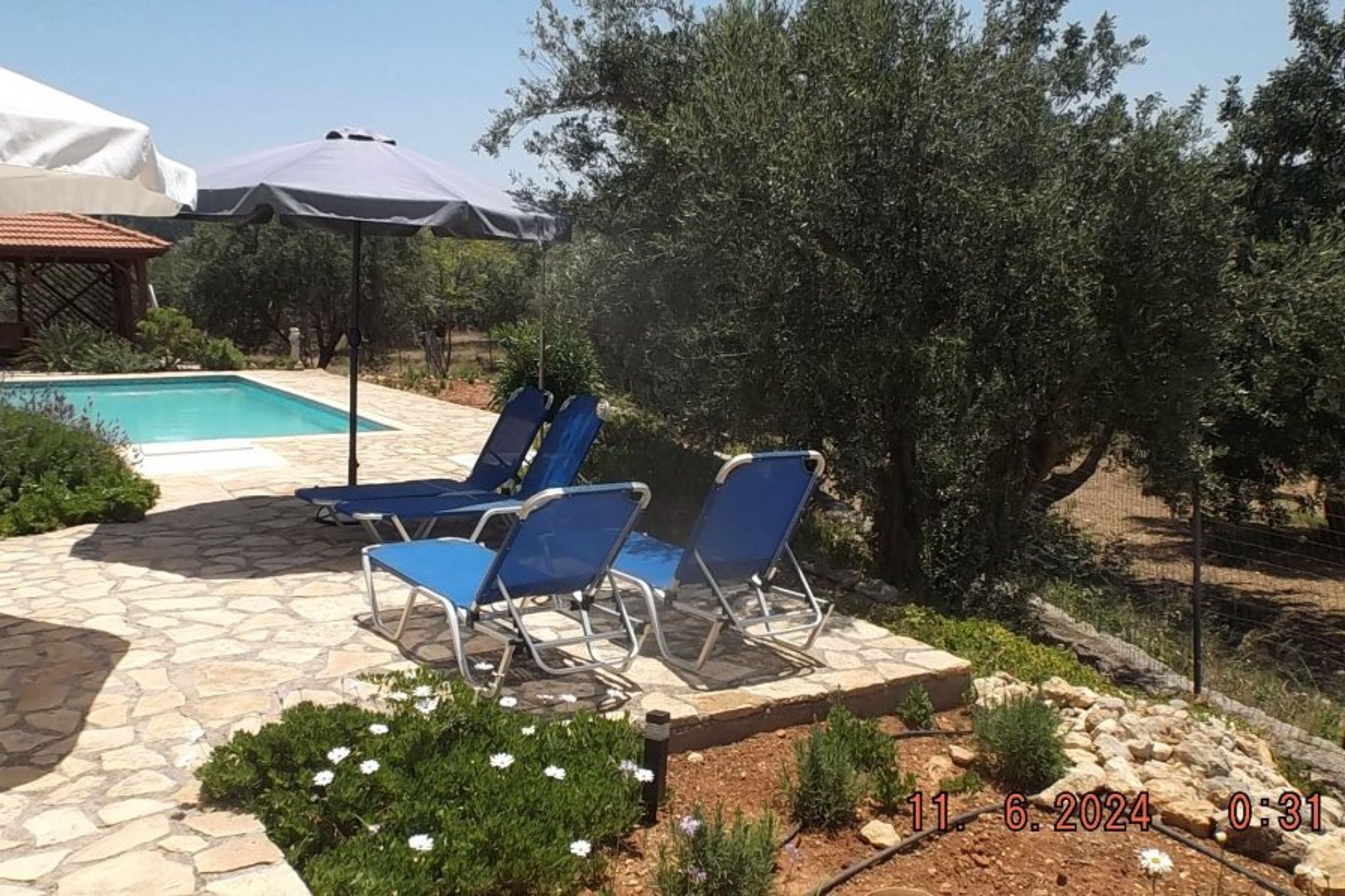 Loungers by the old olive tree